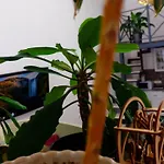 Appartamento затишні апартаменти, дерибасівська Odessa